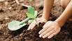 Tree Plantation: Latest News, Videos and Photos on Tree Plantation - DNA  News